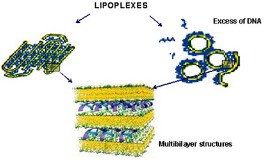Organization of lipoplexes