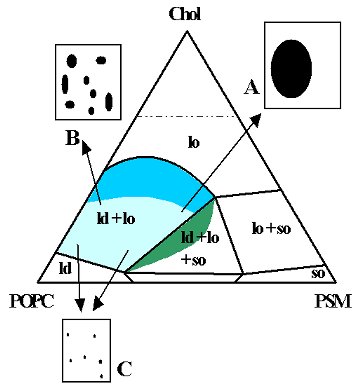 PSM/POPC/chol phase diagram at
                            23ºC