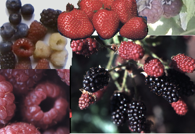 berries