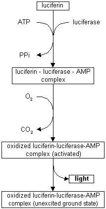 Basis of the ATP assay