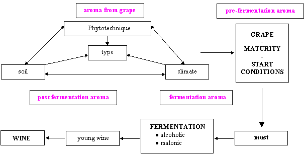 Wine flavour, biotechnological sequence and composition